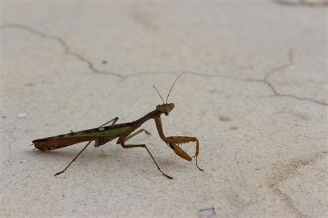 Mantis