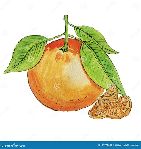 Watercolor Tangerine Cartoon Vector | CartoonDealer.com #55646895