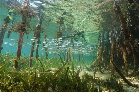 Recursos Naturales :: Manglares, la primera línea de defensa ambiental