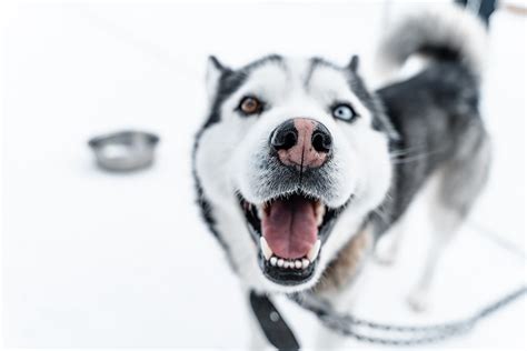 All About Alaskan Huskies: Training, Shedding, and Care | ASPCA Pet ...