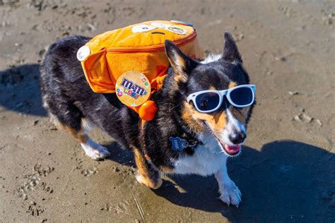 This Beachside Corgi Convention Is Proof that Heaven Is a Place on Earth