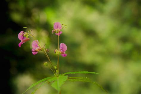 The Valley Of Flowers | Nature inFocus