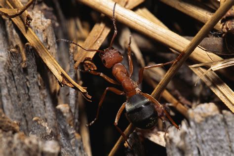 4 Surefire Steps to Eliminate and Prevent Carpenter Ants