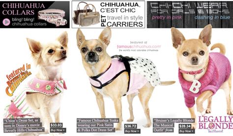 How to Care for and Train Chihuahua Dog | Dog Training