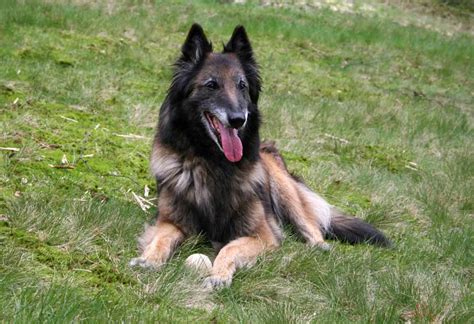 Belgian Tervuren - Dog Breed Standards