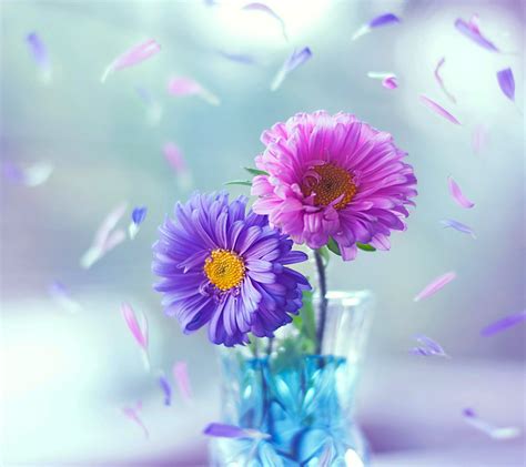 Wallpaper : colorful, abstract, purple, blossom, pink, Daisy, flora ...