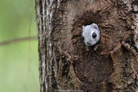 Secret Squirrel | Nature Picture Library siberian flying squirrel estonia