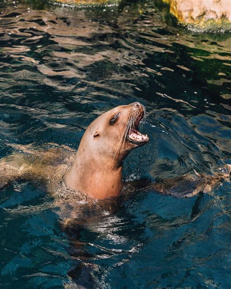 Things to do at Vancouver Aquarium | Vancouver aquarium, Public aquarium, Aquarium