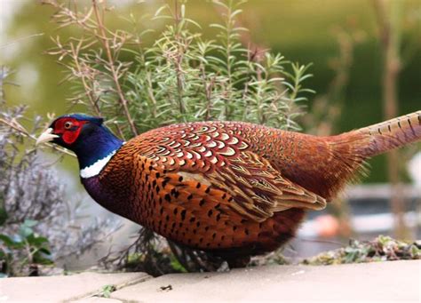 South Dakota State Bird Ring-neck Pheasant | Bird, Pheasant, Ring ...