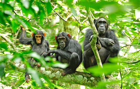 In Uganda, WCS Identifies Critical Biodiversity Sites for Conservation ...