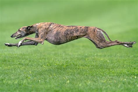 13 Fastest Dog Breeds in the World | Reader's Digest