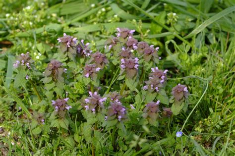 What are the Weeds with Purple Flowers Called? [PHOTOS]