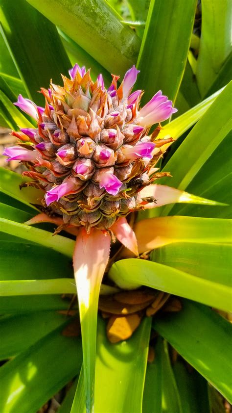 Pineapple Plant Flower