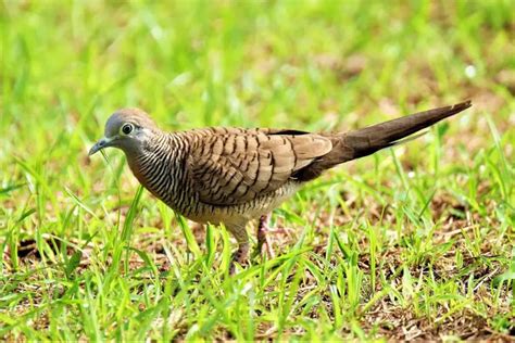 Zebra Dove (Geopelia striata) - Hawaii Bird Guide