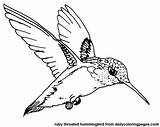 Simple Hummingbird Coloring Pages sketch template
