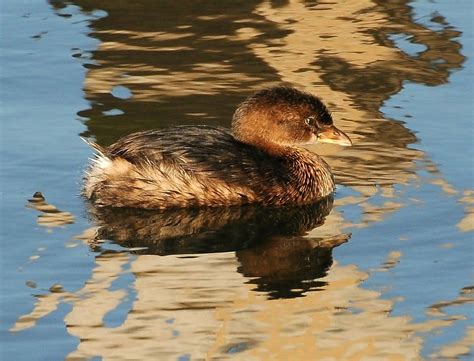 PIED-BILLED GREBE WINTER PLUMAGE PERTH AMBOY NEW JERSEY | Flickr