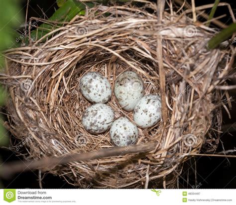 Marsh Warbler (Acrocephalus Palustris) Stock Image - Image of cuculiformes, life: 48334487