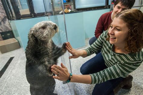 Sea Otter Animal Encounter & Experience | Georgia Aquarium