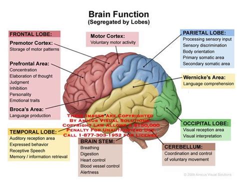 brain lobes and functions | NCLEX review | Pinterest | The Brain ... | PA-S | Pinterest | Brain ...