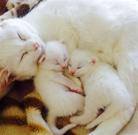 Sleep Together With Mom!Kittens Simply Brings A Bundle Of Joy & Happiness In Your Heart! #kitty ...