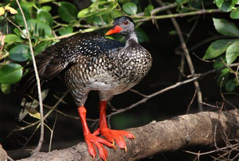 African Finfoot at Mburo NP IMG_7221 | Male African Finfoot … | Flickr