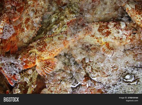 Fresh Fish. Sculpin Image & Photo (Free Trial) | Bigstock