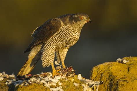 Northern Goshawk - song / call / voice / sound.