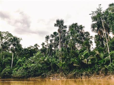 YASUNI NATIONAL PARK: WALKING IN JAGUARS FOOTPRINTS IN THE AMAZON