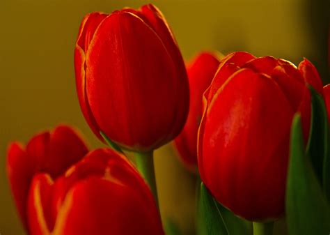 Red Tulips HD wallpaper | Wallpaper Flare