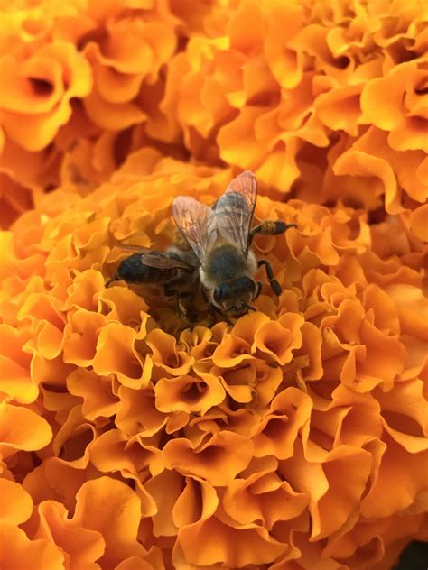 Free Images : pattern, pollen, invertebrate, design, leadership, company, content, bees, honey ...