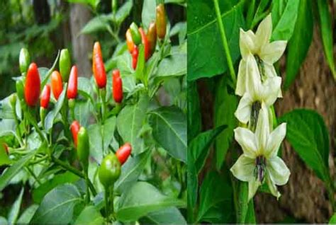 capsicum frutescens medicinal uses