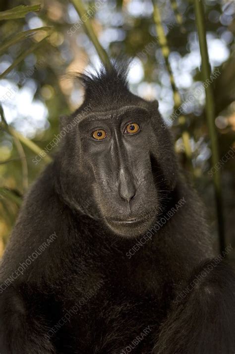 Crested black macaque - Stock Image - C007/2567 - Science Photo Library