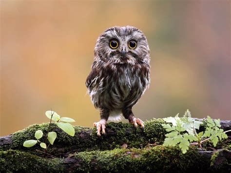 Owl Baby Wallpapers - Wallpaper Cave