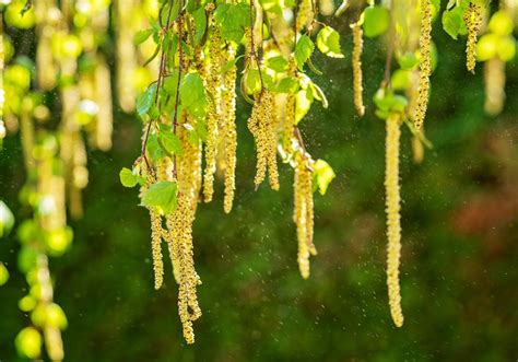 Even During Pollen Season, Being Outside in Nature Can Benefit People Allergic to Birch Pollen