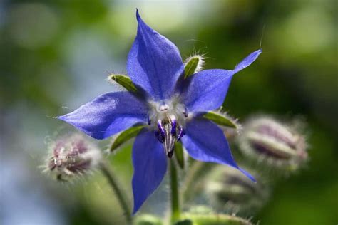 Alkaline Soil Plants: 40 Trees, Shrubs, Edibles & Flowers That Thrive