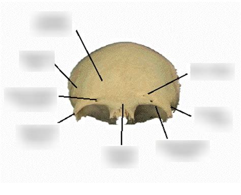 LANDMARKS OF THE FRONTAL BONE Diagram | Quizlet