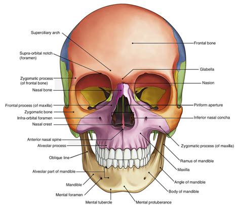 Norma Frontalis – Earth's Lab