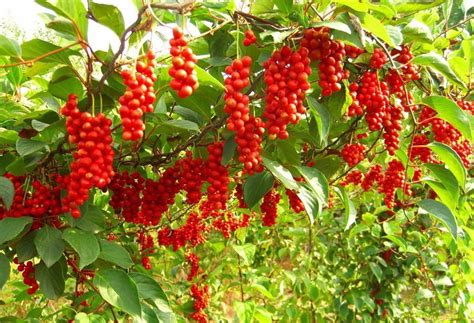 Schisandra Chinensis Extract Powder I Botanical Extract Manufacturer