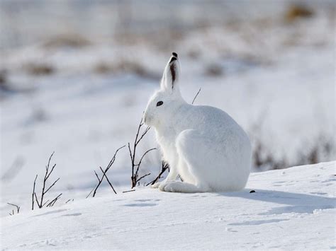 Arctic Tundra Hare