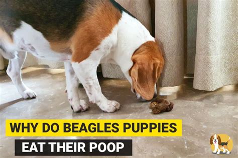 How Many Times Do Beagles Poop