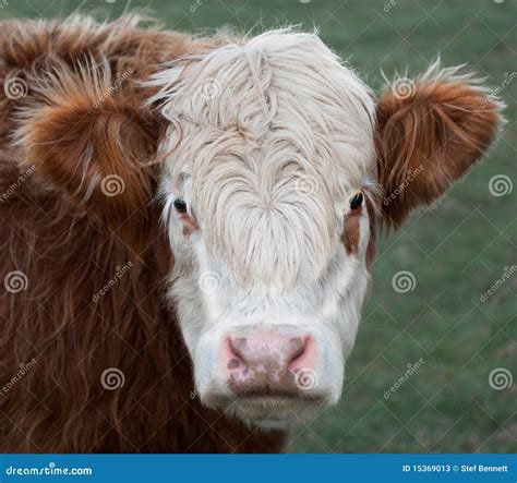 Cow, Brown & White stock image. Image of agricultural - 15369013