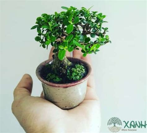 Cây Nho Bonsai: Kỹ Thuật Trồng, Chăm Sóc và Tạo Hình Hoàn Hảo