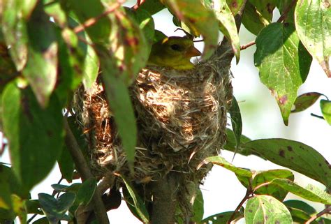 American Goldfinch nest by Kevin Arvin | Weiler-Leopold Natu… | Flickr