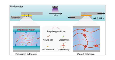 Adhesion Of Water Diagram