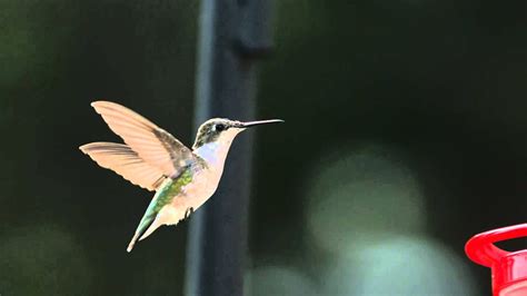 Super Slow Motion Hummingbird HD Flight Video Hovering at Bird Feeder Slow Mo Wing Speed Video ...