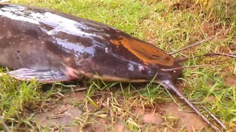 Giant African Catfish In Land Close UP Video In HD Clarias Gariepinus Fast Growing Catfish - YouTube