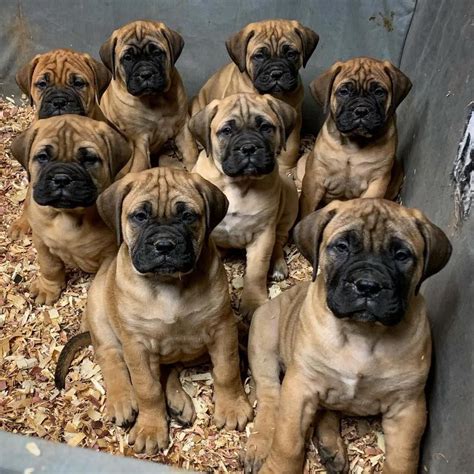 🐶To be featured👉 #bullmastiffnation Fro #mastiffpuppies | Bull mastiff ...