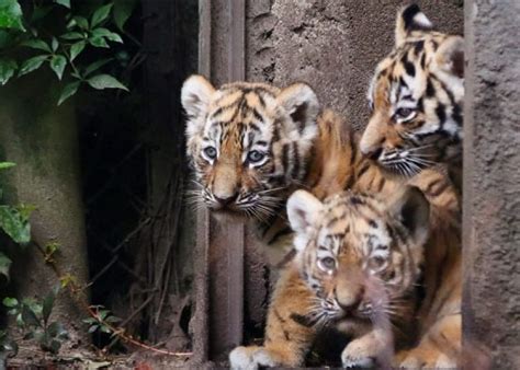 Delhi zoo set to welcome more than 10 animal species from states - Newzz - Todays news headlines ...