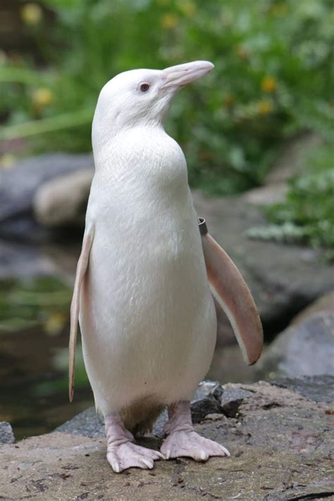 Pinguino 🐧 albino | Animali, Uccelli, Arca di noè