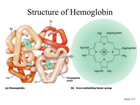 Hemoglobin Anatomy